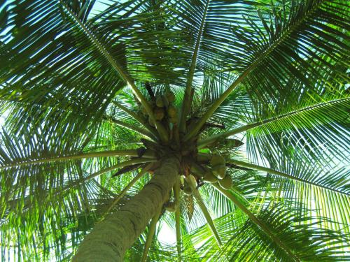 Coconut Tree