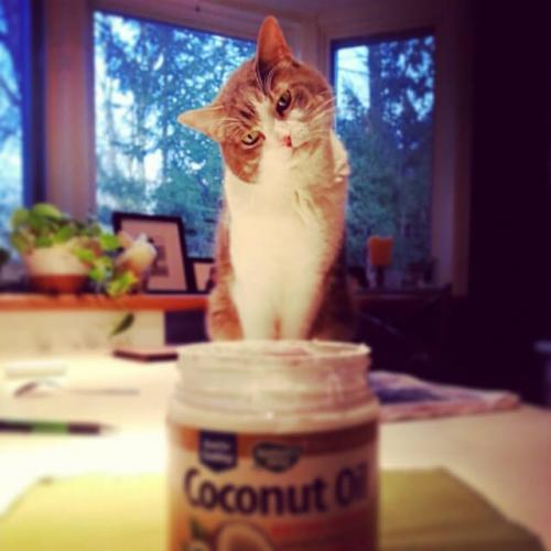 Cat and Coconut Oil