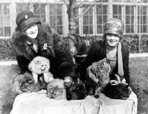 Washington Cat Show at the Wardman Park Hotel in Washington D.C., 1920s.