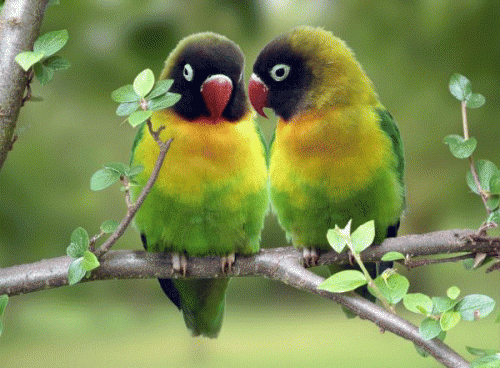 LoveBirds-Couple